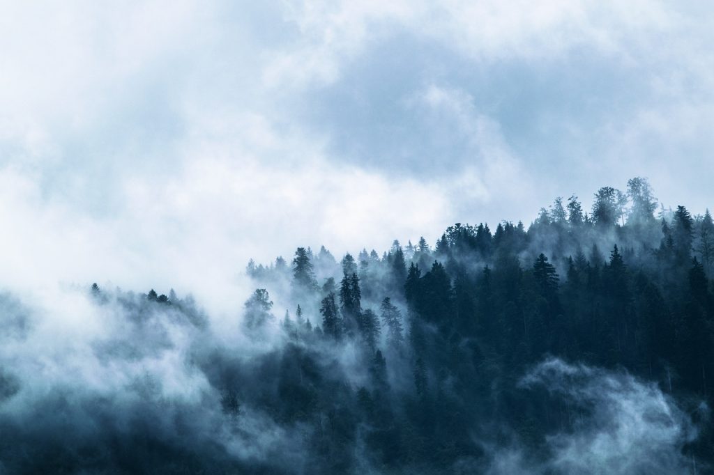 Spökhistoria: Den oändliga skogen