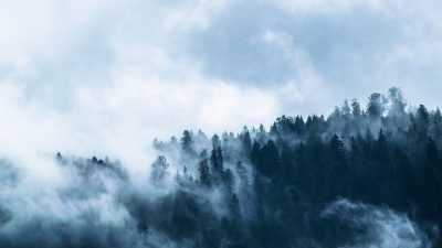 Spökhistoria: Den oändliga skogen