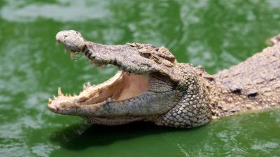 Krokodil
