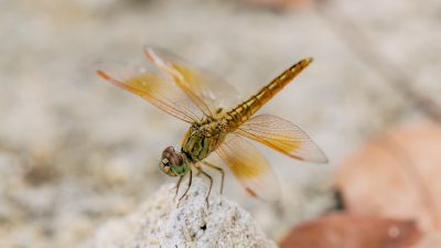 Trollsländor flyttar längre än forskarna trott