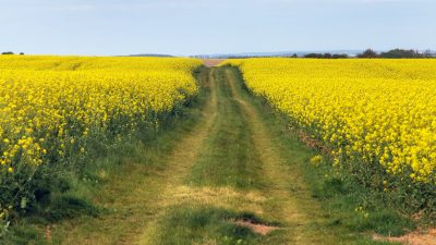Rapsfält ger oväntad hjälp till naturen